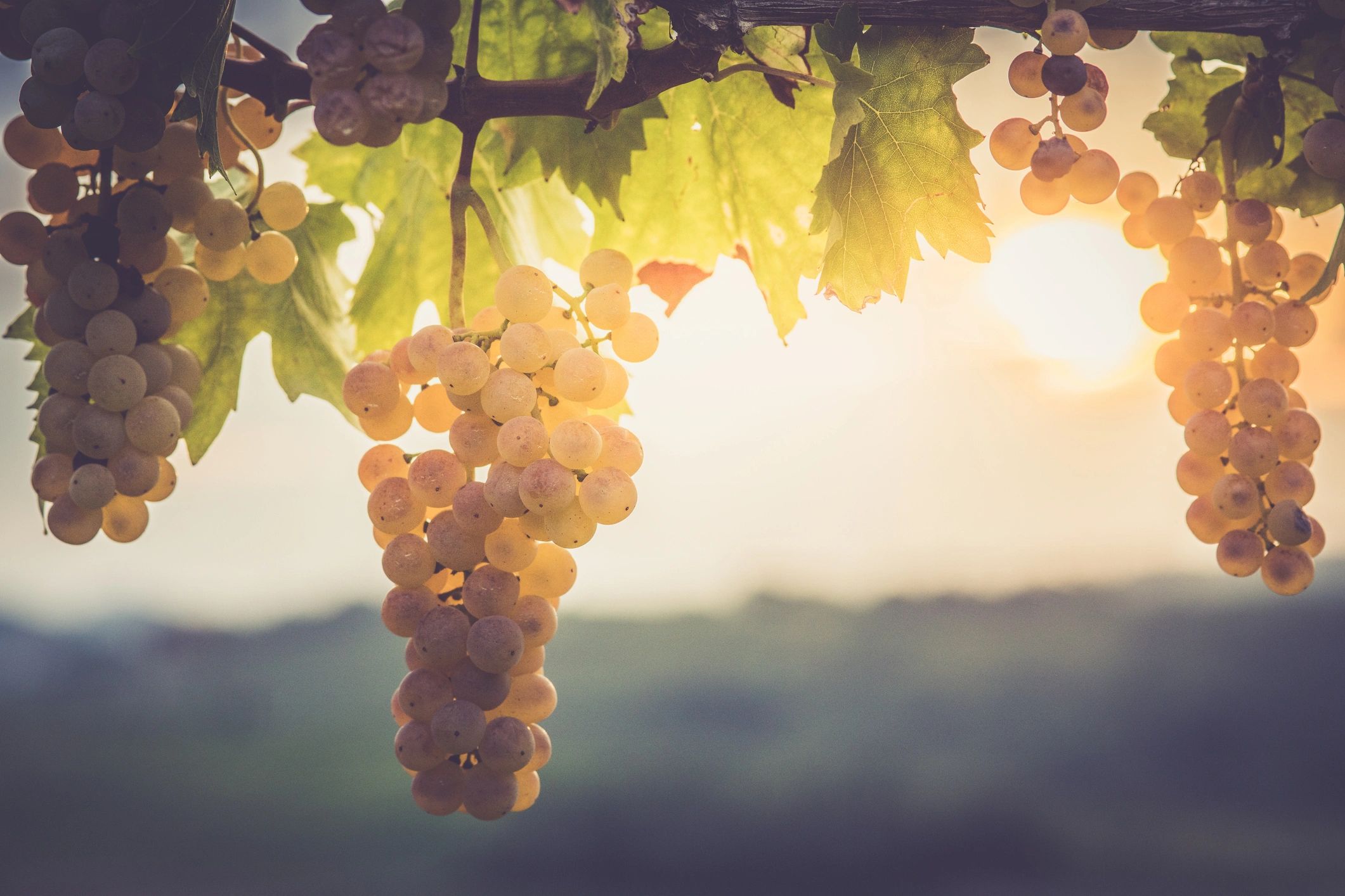 White grapes on vine for Round Grape LLC profile